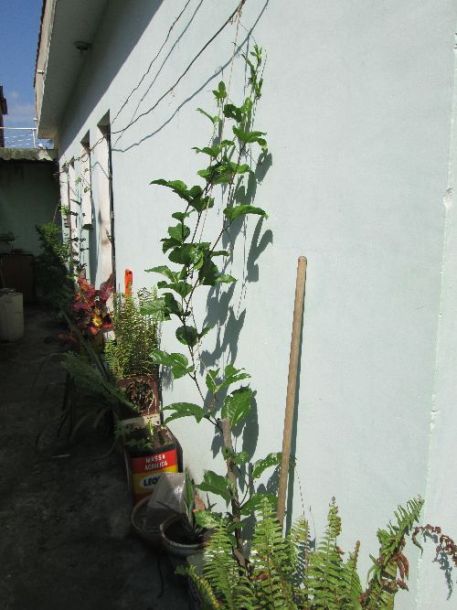 Passion fruit growing up the side of the house, ready for fruit next year