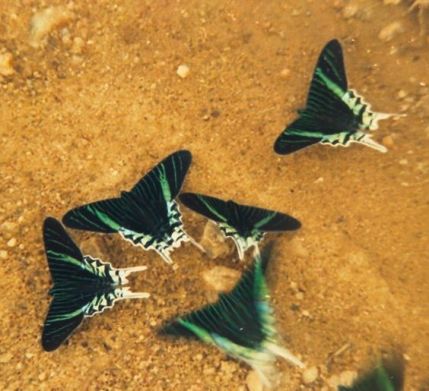 BoliviaButterflies
